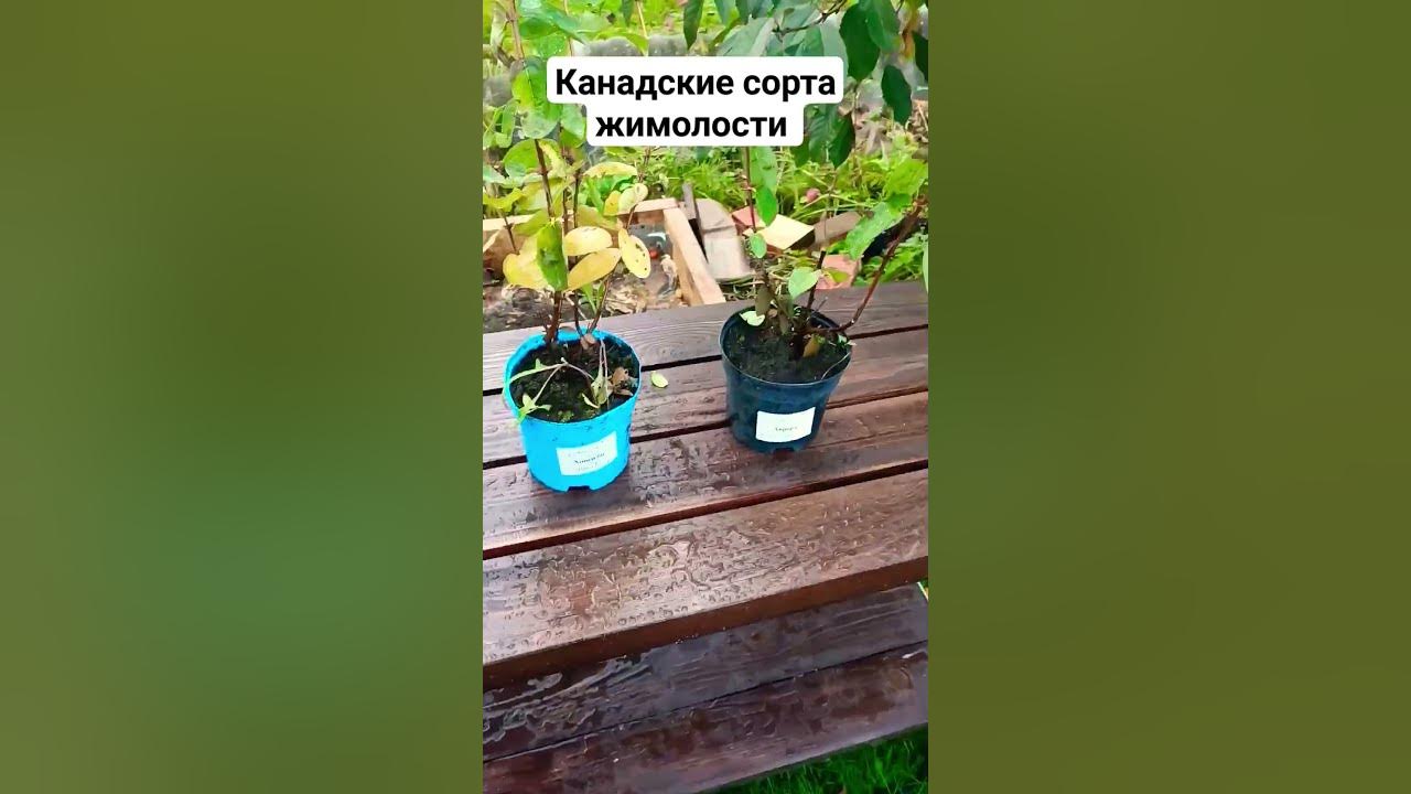 канадские сорта жимолости - YouTube