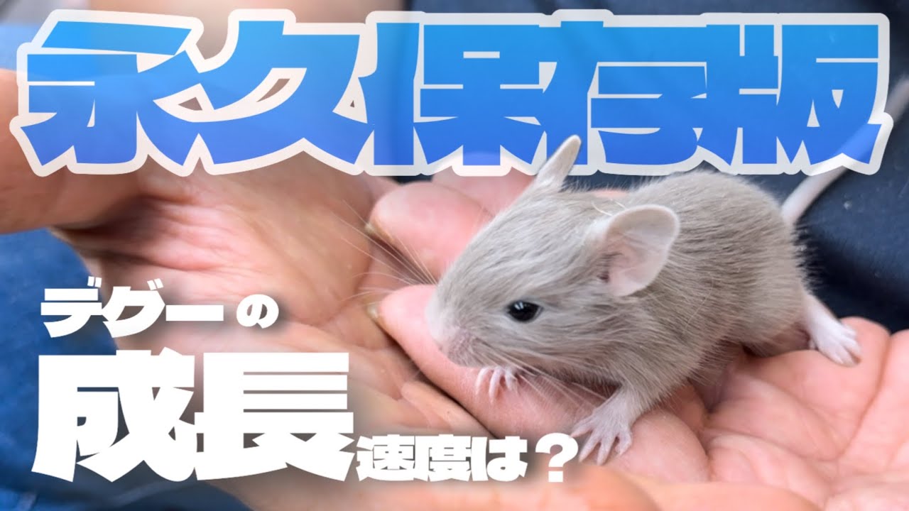 【 ついに決着？ 】デグーがいちばん可愛い時期って結局いつなの？