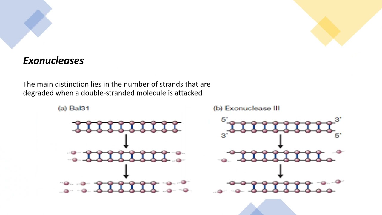 CLONING ENZYMES IN YouTube