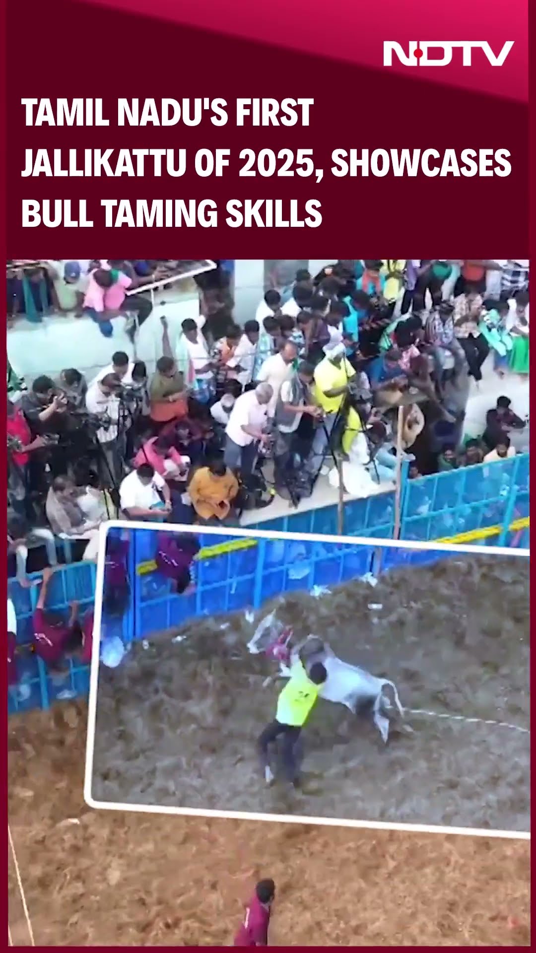 Tamil Nadu's First Jallikattu of 2025 Held in Pudukkottai, Showcases Bull Taming Skills