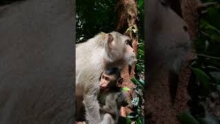 We Trying Give Some Food To Baby Monkey Cinn