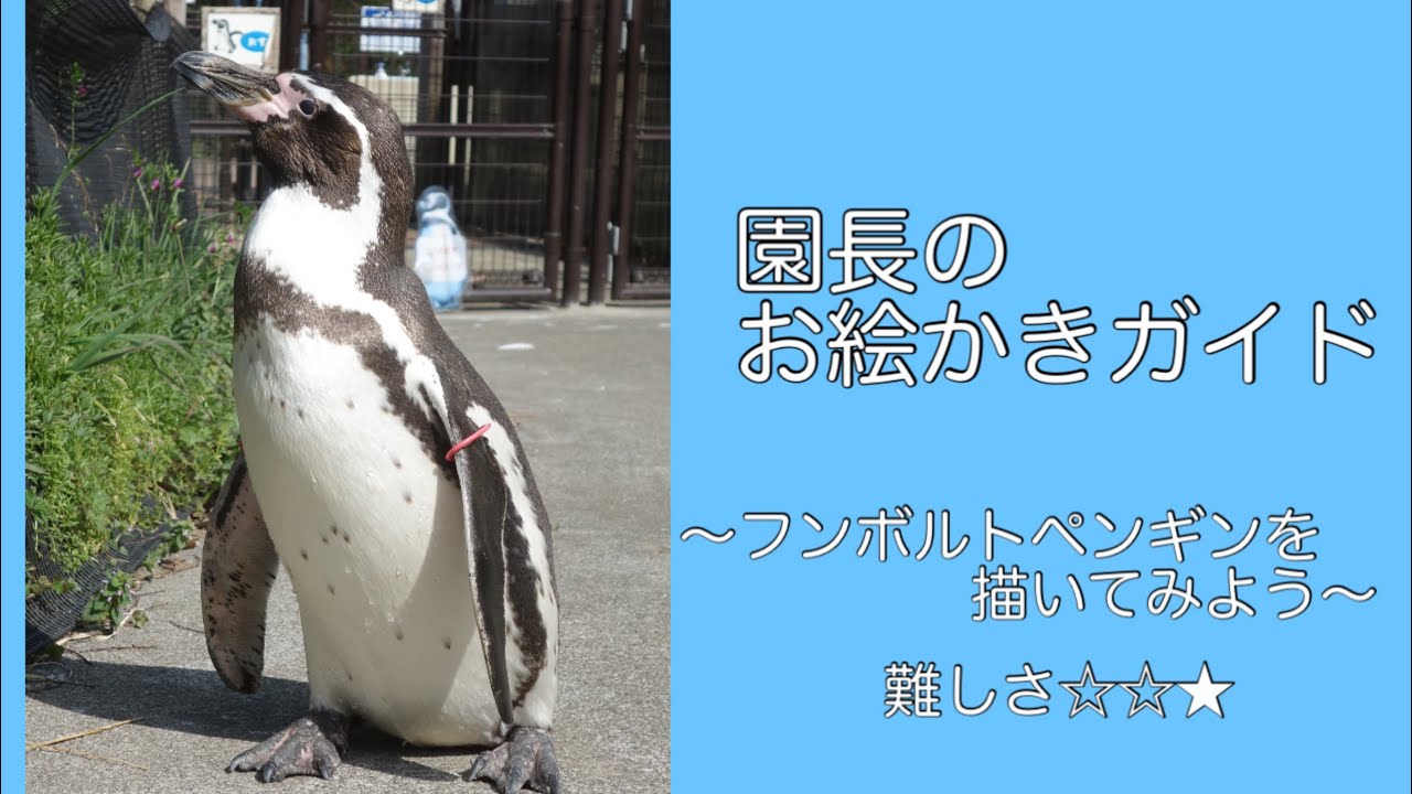 Director's Drawing Guide: Let's Draw a Humboldt Penguin - YouTube