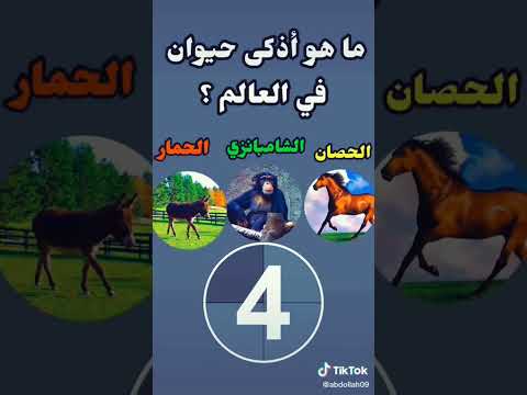 ما هو اذكى حيوان في العالم