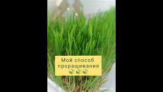 Мой способ проращивания🌱