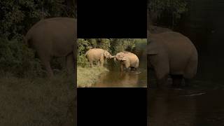 Elephant by Ganesh Raghunathan