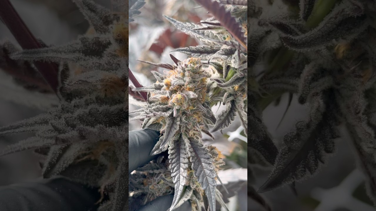 Pretty Purple Bud 💜