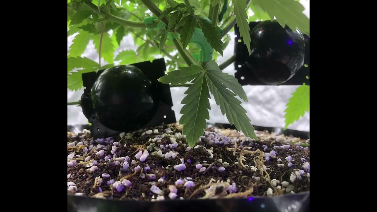 Ball Rooting a Momma Lemon OG Haze