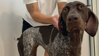 7 Reasons Why My Dog Is Just Like A Toddler | German Shorthaired Pointer | GSP Dog by Tundra The GSP 14,291 views 1 year ago 3 minutes, 48 seconds