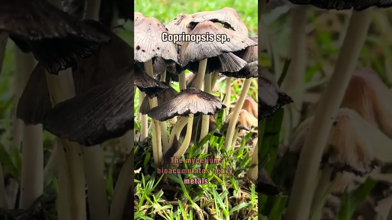 Mushrooms That Absorb Toxins From The Soil (