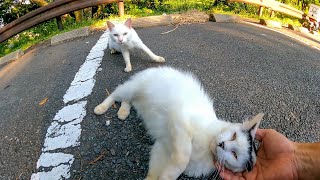 駐車場にいた野良猫、最初は恐る恐るだったが一回撫でると強烈に甘えてくるようになった