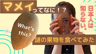 Japoneses comieron un Mamey. Japanese ate a Mamey that is Mexican fruit.日本人が知らないフルーツ！？マメイを食べてみた！