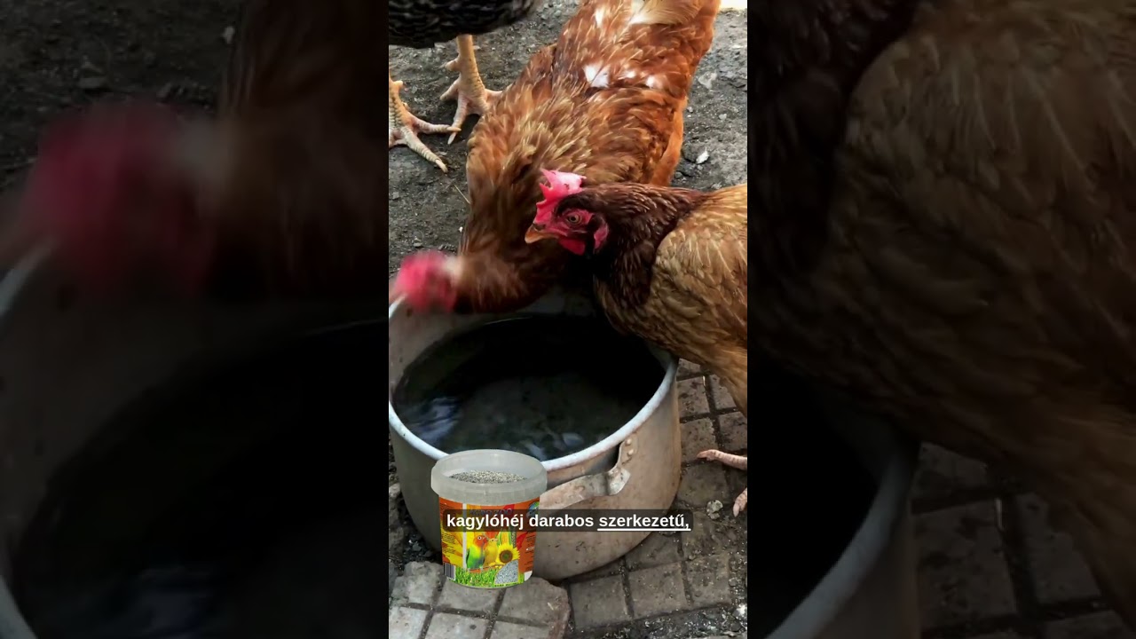 Miért kell takarmánymész a tyúkoknak? 11.videó Gina - Zákányszék