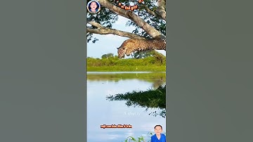 báo đốm săn bắt cá sấu cuộc đại chiến dưới nước vô cùng ác liệt #thegioidongvat #shortvideo #Shosrts