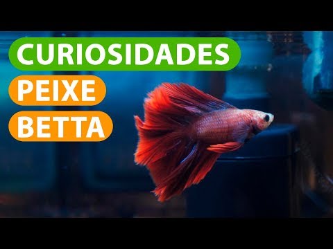 Vídeo: Fatos Sobre Peixes Betta