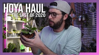 Hoya Haul | My Last Hoya Haul of 2020