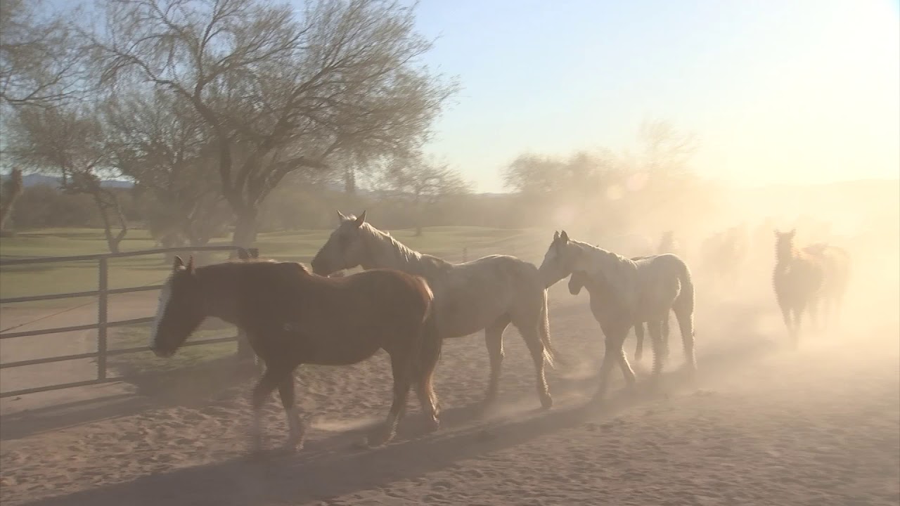 Arizona Horses - YouTube