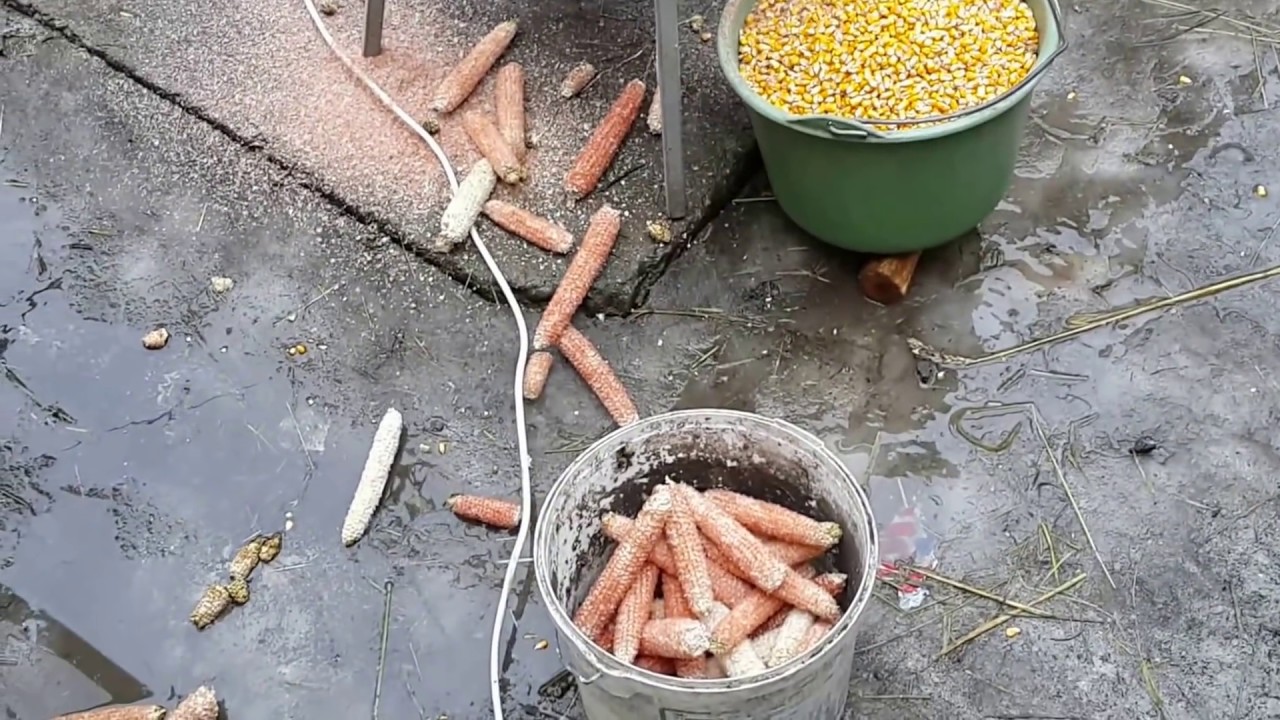 Теребилка для кукурузы(Masina de batut porumb) - YouTube