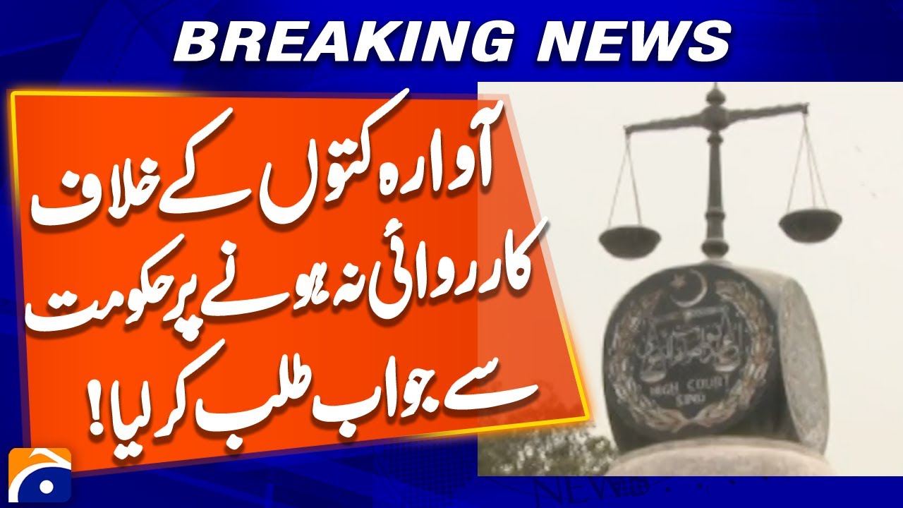 Sindh High Court seeks response from provincial government over lack of action against stray dogs