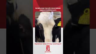 İlk defa uçak yolculuğu yapan inekler şaşkınlık içerisinde uçtu!