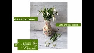 Подснежник, ботанический разбор.