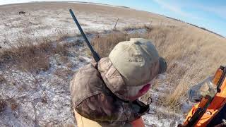 First Pheasant Hunt of 2026!  Hundreds of birds!