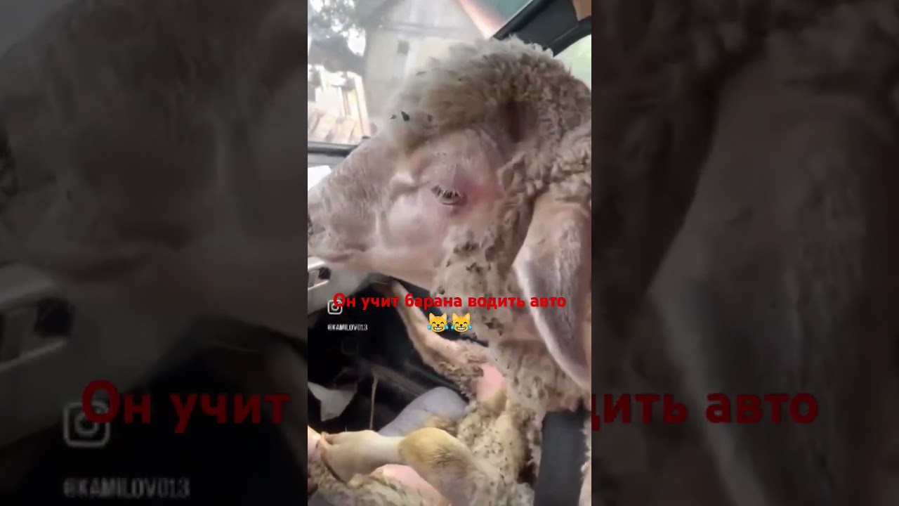 кто из них тут баран?