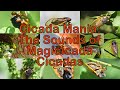 Cicada Mania: The Sounds of Magicicada Cicadas (Film)