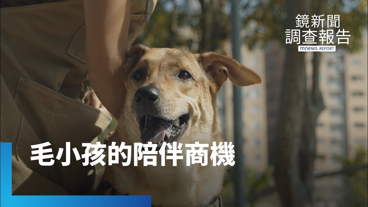 寵物經濟大爆發　毛孩居服員改變養寵家庭照護樣貌　愛犬病逝轉為專業動力　從法務人生走向毛孩陪伴｜超級個體時代｜鏡新聞調查報告｜