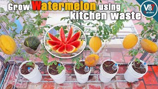 New Experiment Growing Watermelons in Containers Using Kitchen Waste