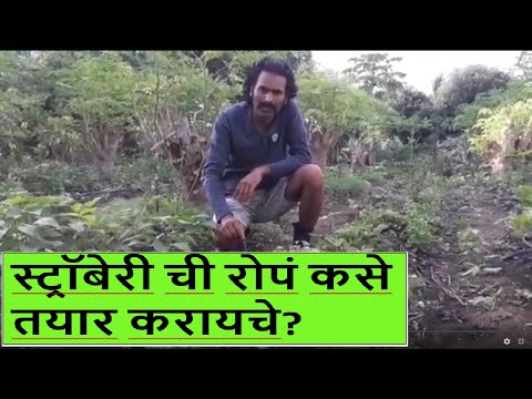 स्ट्रॉबेरीची रोपं कसे तयार करायचे? ( How to prepare the Strawberry plant)Part-1(@Ashish vidhate)