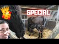 Queen👑Uniek keeps looking at her foal Belle, so special!🥰 7/7 | Friesian Horses