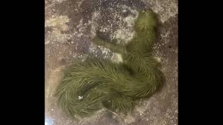 Furry Green Snake