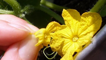 Are all-female cucumbers self-pollinating?
