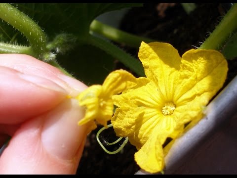 Video: Yuav Ua Li Cas Pub Flowering Cucumbers?