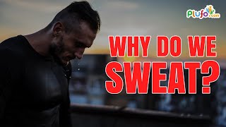 Why Do We Sweat? | Why Do We Sweat for Kids | Kids Learning Videos | Plufo