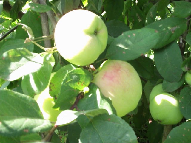 Яблони сибирский сад