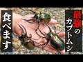 【バケモノ】日本の秘境で見つけた怪物カブトを料理