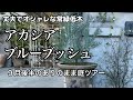 【オシャレな常緑低木・アカシアブルーブッシュ】【9月後半の庭ツアー】【常緑樹】