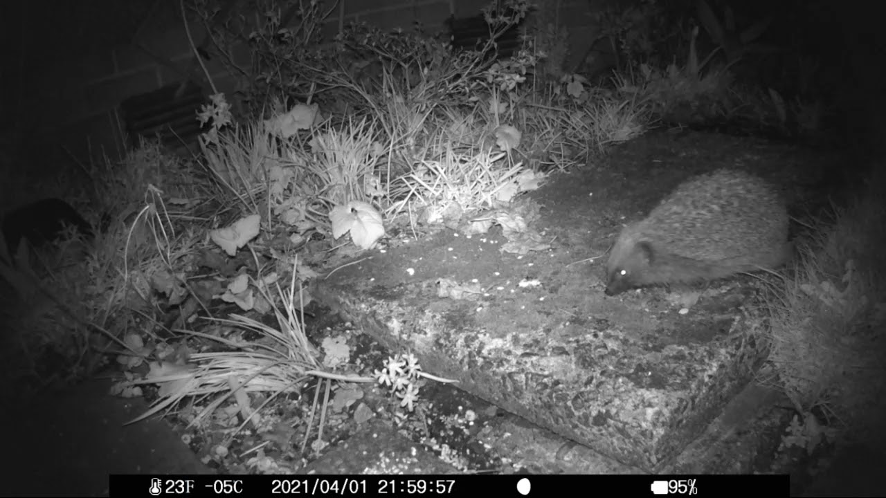 Victure HC100 mini photo test 1