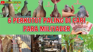 6 PERKUTUT PALING DI CARI PARA MILIADER & PARA KOLEKTOR BURUNG