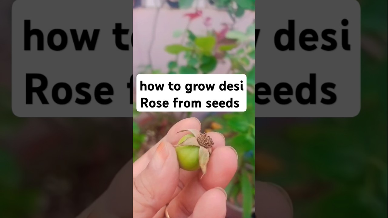 how to grow desi Rose from seeds 