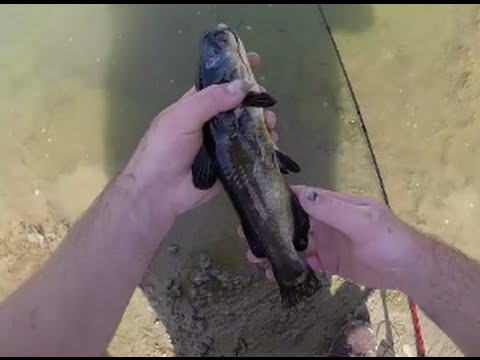 Il Passe Un An à Tenter De Pêcher Un Poisson Légendaire Dans