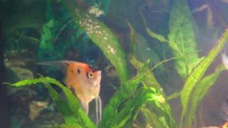 Koi Angelfish - Spawn 2 - Eggs Day 1