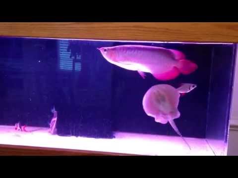 My blood red Arowana