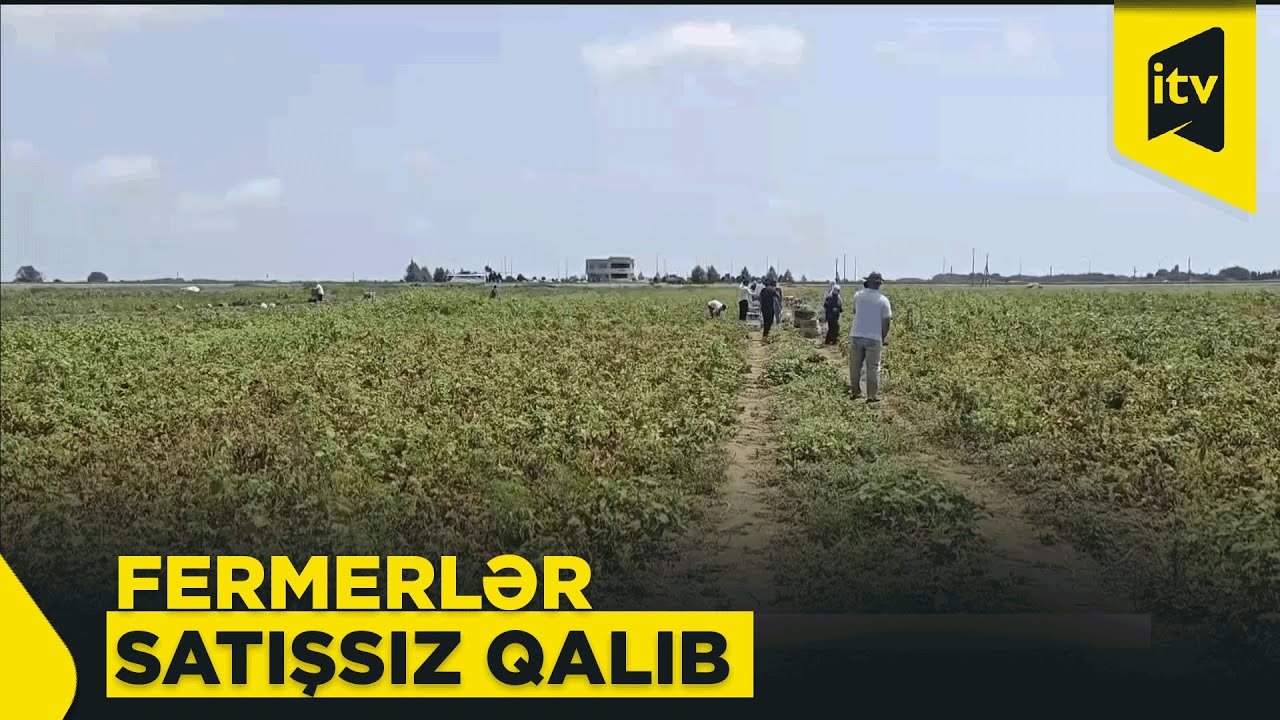 Fermerlər narahatdır: məhsul var, alan yoxdur…