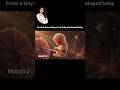 How a Baby Grows Month by Month Inside the Womb #From 1 to 9 Months🤰Baby Development Inside the Womb