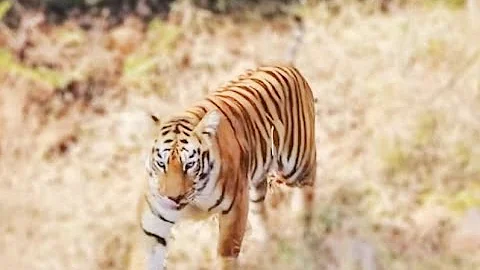 Close encounter with Tiger queen Maya - Queen of Tadoba - (Tiger Sighting : Tadoba National Park)
