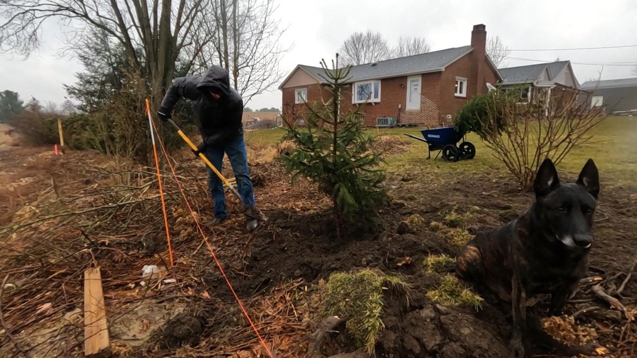 Посадка ели перед домом! _ Масштабное преображение сада! // Whitt Acres