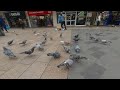 VR180° People feeding the Pigeons, The Moor, Sheffield