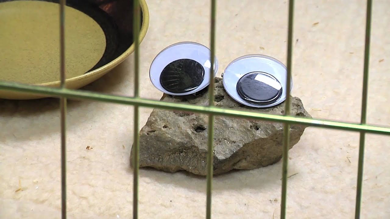 Pet Rock YouTube